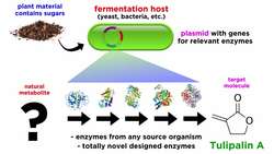 Synthetic Biology and Materials Science Part 2: Nature-Made Plastics Instructional Video
