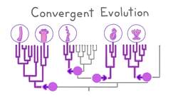 The Lost Penis Enigma Instructional Video