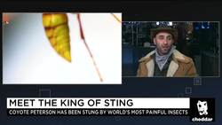 Wilderness Adventurer Coyote Peterson Takes on the World's Most Painful Stings News Clip