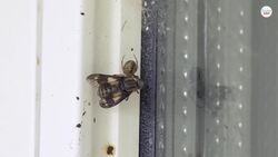 What Are Cobwebs? Where Do They Come From? Instructional Video