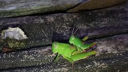 Grasshoppers are mating Stock Footage