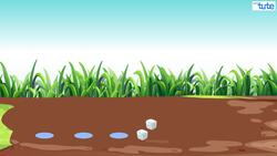 How Do Ants Walk in a Straight Line? Instructional Video