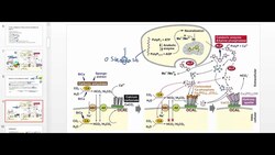 Osteoblast Physiology Instructional Video