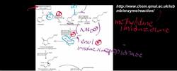 Histidine Catabolism to Glutamate Instructional Video