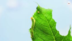 What Do Moths Eat? Instructional Video