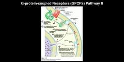 Biosignaling - G-protein-coupled Receptors PLC, DAG, & IP3 Instructional Video