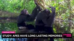 Study: Apes Have Long-Lasting Memories News Clip