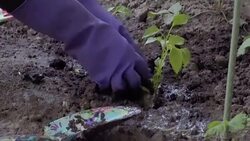 Hands working in the garden Stock Footage