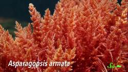 We May Have Solved Our Burping Cows Problem Instructional Video