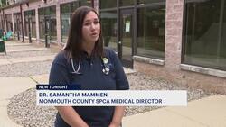 Monmouth SPCA: 3 dogs found neglected, abused in separate incidents; owners sought News Clip