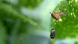 Garden Spider Hanging Prey in Web Stock Footage