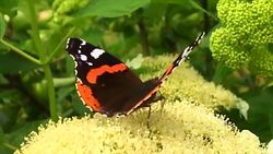 butterfly Stock Footage
