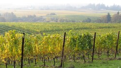 Advancing Sustainability: The Impact of Certification in Wine Production Instructional Video