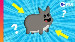 Why Does Every Animal Look Like This? Instructional Video