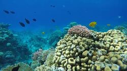 Video shooting at a shallow depth. The corals and tropical fish. Stock Footage