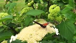 butterfly Stock Footage