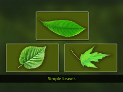 The Leaf Instructional Video