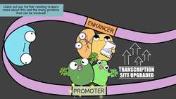 Gene Expression and Regulation Instructional Video