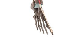 Extensor hallucis longus muscle (3D) Instructional Video