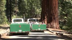 Restoring the Mariposa Grove of Giant Sequoias Instructional Video