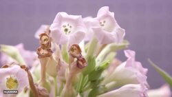 Planet SOS: Can GMO plants stop global warming? News Clip