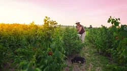 An elderly woman collects raspberries at sunset. Organic food. Stock Footage