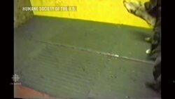 Dognapping in northern B.C. fuels fears of dog-fighting rings News Clip