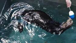 Sea Otter Helps Friend Keep Her Coat in Check Instructional Video