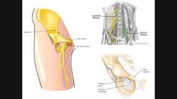 Basics of the Obturator Nerve - Origins & Branches Instructional Video