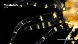 Where Is This Anemone Really From? Instructional Video