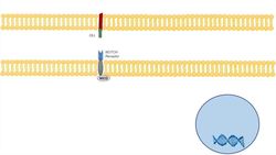 Notch Signaling Pathway | Purpose and Mechanism Instructional Video