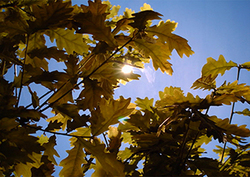 Tropism Instructional Video