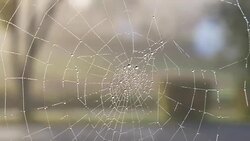 The dewdrops on spiderweb at morning Stock Footage