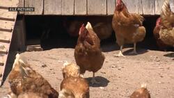 A change to Alberta's on-farm slaughter program has producers wondering what comes next Instructional Video