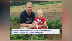 Connecticut’s famed strawberry crops threatened by extreme weather, state scientists say News Clip