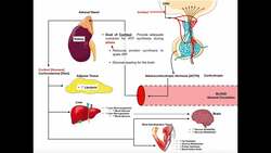 Specific Hormones | Functions of Cortisol Instructional Video