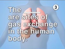 Respiration Quiz Instructional Video