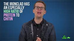 The Engineering Secrets of the World's Toughest Beetle Instructional Video