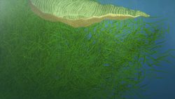 Scientists discover the world's oldest biological color Instructional Video