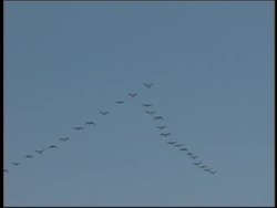 Natural Cycles: Summing Up Instructional Video