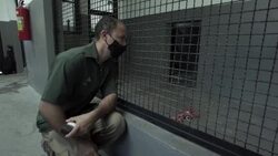 CLEAN : Rio zoo reopens amid pandemic with special protections for animals News Clip