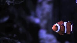 Can You Fill a Saltwater Fish Tank with Tap Water? Instructional Video