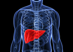Factpack: The Liver Instructional Video
