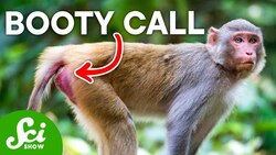 Butt Chat? Why These Primates Communicate With Their Rear Ends Instructional Video