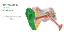 Ohr Instructional Video