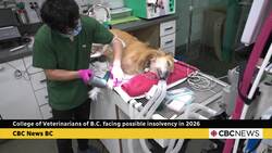 College of Veterinarians of B.C. facing possible insolvency in 2026 News Clip