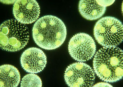Alga Instructional Video