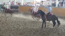 CLEAN : Mexico celebrates national Charro day amid Covid-19 restrictions News Clip