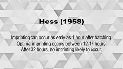 Animal Studies of Attachment (Lorenz and Harlow) - Attachment - Psychology A-Level Revision Tool Instructional Video