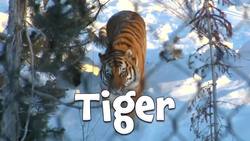 Mammals - Learn about mammals for kids Instructional Video